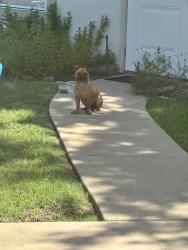 Found/Stray Male Dog last seen Newcombe and Norwood Drive, Dallas, TX 75228