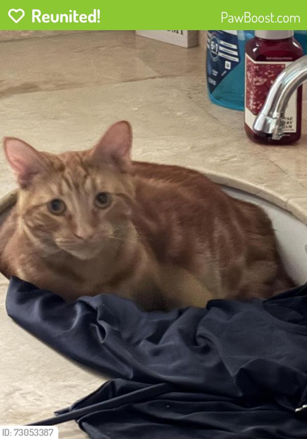 Reunited Male Cat last seen Near N Pleasant Ave, Fresno, CA 93711, USA, Fresno, CA 93711