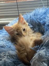 Lost Male Cat last seen Near sandlewood way longwood fl, Longwood, FL 32750