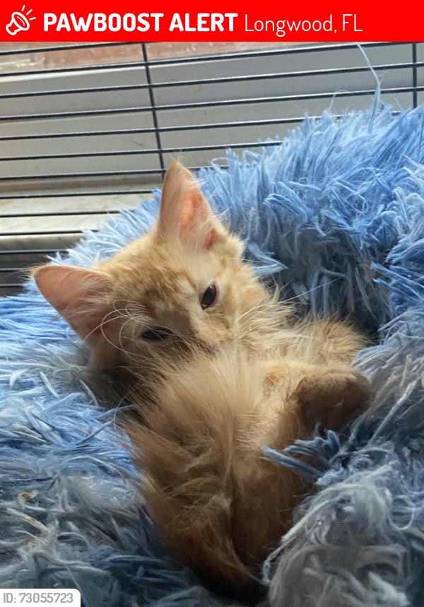 Lost Male Cat last seen Near sandlewood way longwood fl, Longwood, FL 32750