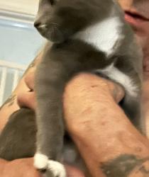 Found/Stray Unknown Cat last seen Meadowcroft St Lowell MA, Lowell, MA 01852