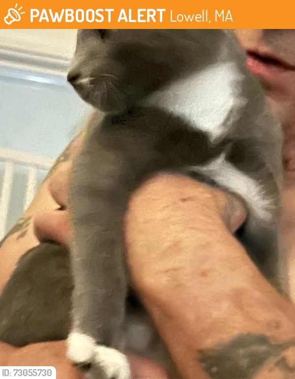 Found/Stray Unknown Cat last seen Meadowcroft St Lowell MA, Lowell, MA 01852