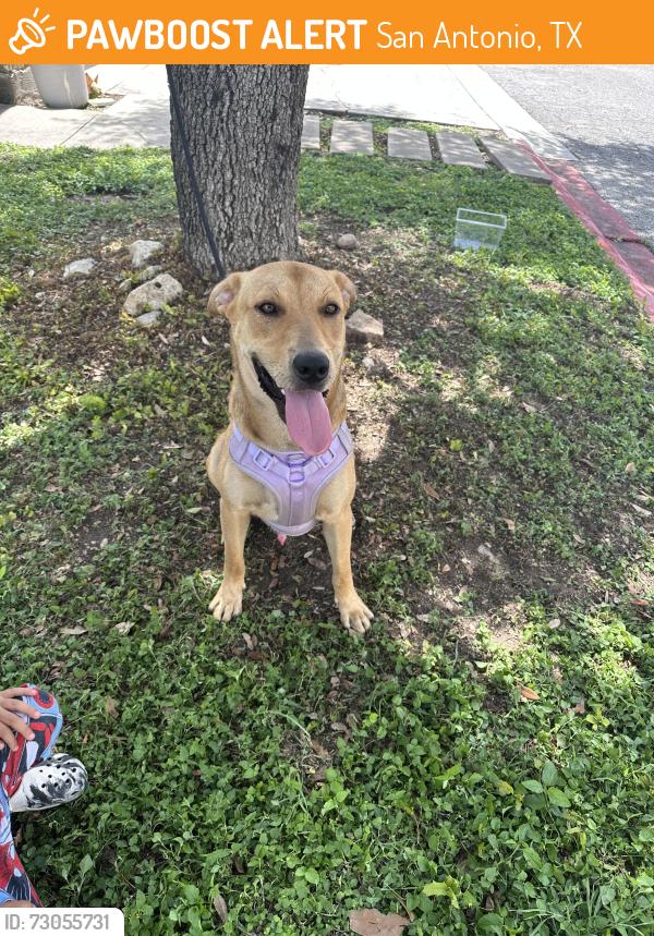 Found/Stray Male Dog last seen Huebner rd and eckert, San Antonio, TX 78240
