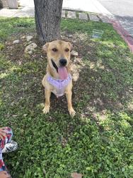 Found/Stray Male Dog last seen Huebner rd and eckert, San Antonio, TX 78240