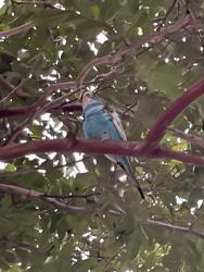 Found/Stray Unknown Bird last seen Onnville road, Stafford County, VA 22556