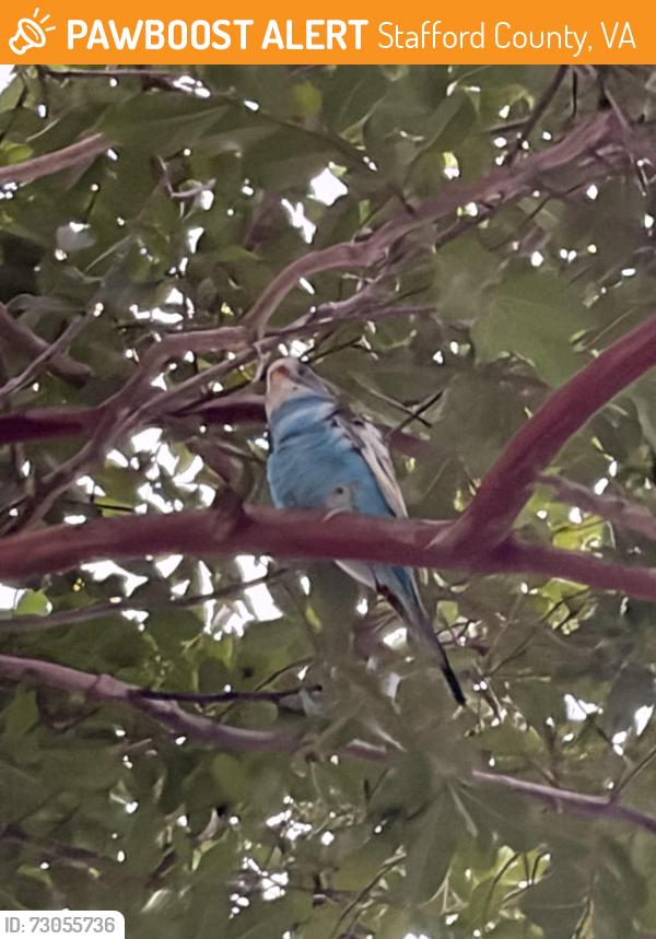Found/Stray Unknown Bird last seen Onnville road, Stafford County, VA 22556