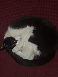 Lost Female Cat last seen Terranova Deli, between Hutton and Summit , Jersey City, NJ 07307
