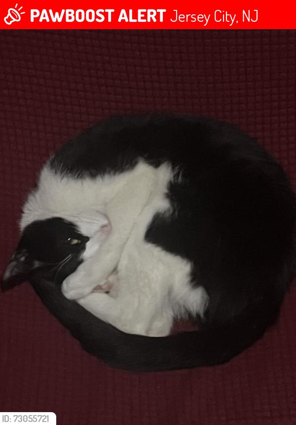 Lost Female Cat last seen Terranova Deli, between Hutton and Summit , Jersey City, NJ 07307