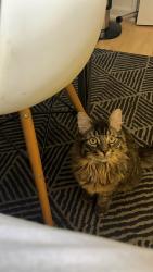 Lost Male Cat last seen Valence park, Greater London, England 