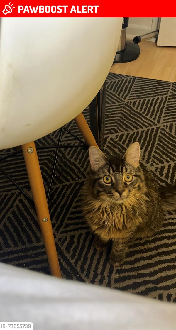 Lost Male Cat last seen Valence park, Greater London, England 