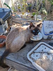 Found/Stray Female Cat last seen Indian School & N. 4th st, Banning, CA 92220