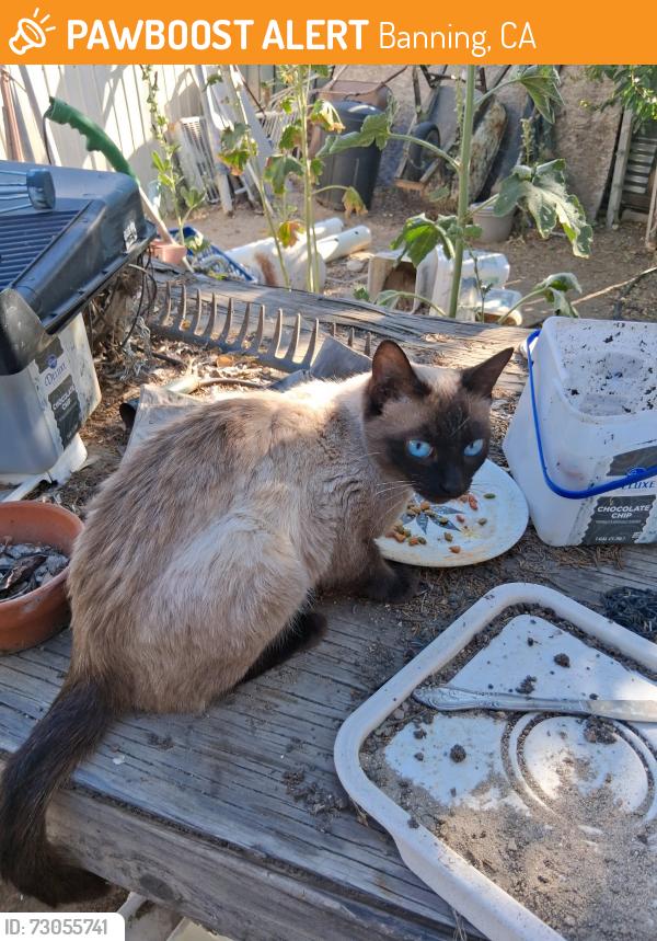 Found/Stray Female Cat last seen Indian School & N. 4th st, Banning, CA 92220