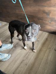 Found/Stray Female Dog last seen Amapola / Santiago Blvd, Tustin, CA 92782