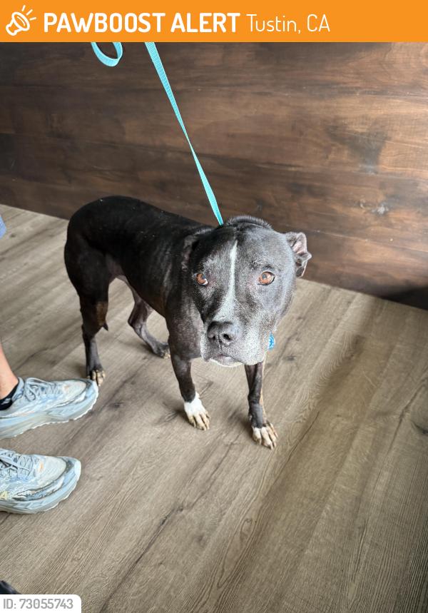 Found/Stray Female Dog last seen Amapola / Santiago Blvd, Tustin, CA 92782