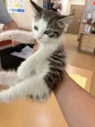Shelter Stray Female Cat last seen Hobby Lobby @ CH, Cedar Hill, TX, 1150 E Pleasant Run Rd, Cedar Hill, TX 75104, USA