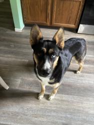 Lost Female Dog last seen Walton rd and leonardsberg area, Delaware, OH 43015