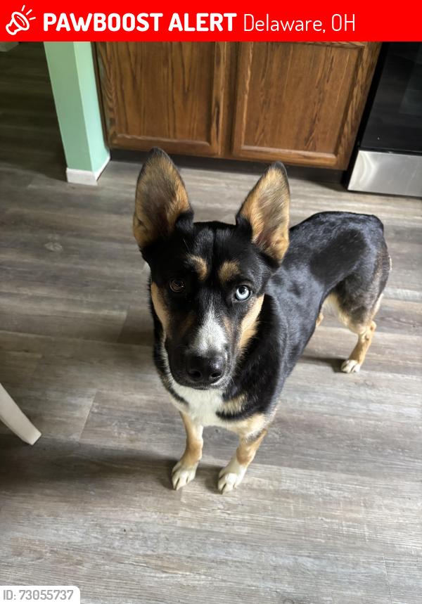Lost Female Dog last seen Walton rd and leonardsberg area, Delaware, OH 43015
