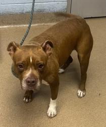 Shelter Stray Female Dog last seen Near Eastwood Rise Stone Mountain, 30087, 30087, GA, 3280 Chamblee Dunwoody Rd, Chamblee, GA 30341, USA