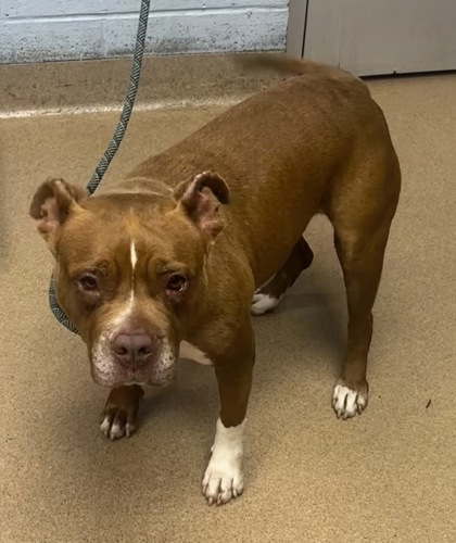 Shelter Stray Female Dog last seen Near Eastwood Rise Stone Mountain, 30087, 30087, GA, 3280 Chamblee Dunwoody Rd, Chamblee, GA 30341, USA