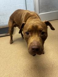 Shelter Stray Male Dog last seen Near Corner Stone Trail Decatur, 30034, 30034, GA, 3280 Chamblee Dunwoody Rd, Chamblee, GA 30341, USA