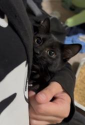Shelter Stray Female Cat last seen Near Waterton Drive, 30058, GA, 3280 Chamblee Dunwoody Rd, Chamblee, GA 30341, USA