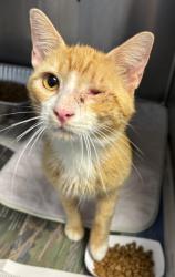 Shelter Stray Male Cat last seen , 30058, GA, 3280 Chamblee Dunwoody Rd, Chamblee, GA 30341, USA