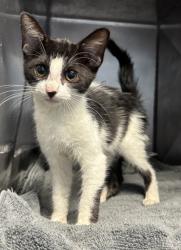 Shelter Stray Female Cat last seen , 30058, GA, 3280 Chamblee Dunwoody Rd, Chamblee, GA 30341, USA