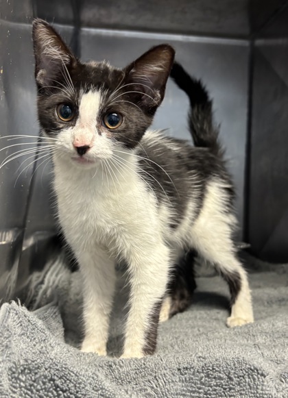 Shelter Stray Female Cat last seen , 30058, GA, 3280 Chamblee Dunwoody Rd, Chamblee, GA 30341, USA