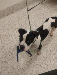 Shelter Stray Male Dog last seen Near FENWOOD ST SW, Atlanta, GA, 1251 Fulton Industrial Blvd NW, Atlanta, GA 30336, USA