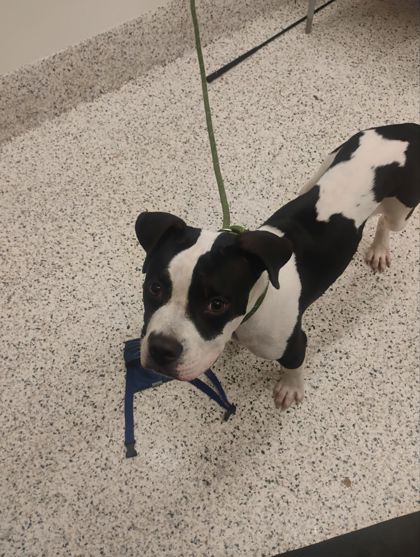 Shelter Stray Male Dog last seen Near FENWOOD ST SW, Atlanta, GA, 1251 Fulton Industrial Blvd NW, Atlanta, GA 30336, USA