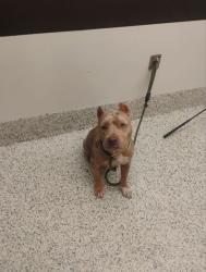 Shelter Stray Female Dog last seen Near Luther St., Atlanta, GA, 1251 Fulton Industrial Blvd NW, Atlanta, GA 30336, USA