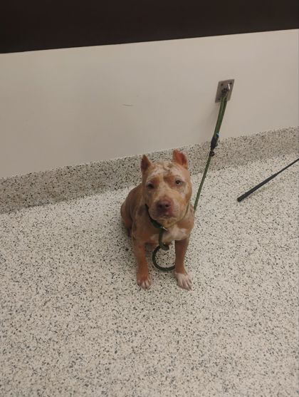 Shelter Stray Female Dog last seen Near Luther St., Atlanta, GA, 1251 Fulton Industrial Blvd NW, Atlanta, GA 30336, USA