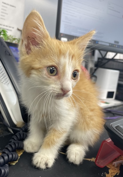 Shelter Stray Female Cat last seen Brice's Creek, Merchants, swimming in the river, Craven County: undefined, NC, 1639 Old Airport Rd, New Bern, NC 28562, USA