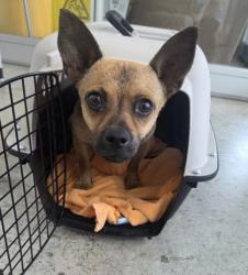 Shelter Stray Male Dog last seen Near Lincoln Ave, North District, TX, 355 Hillshire Dr, Haslet, TX 76052, USA