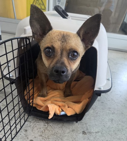 Shelter Stray Male Dog last seen Near Lincoln Ave, North District, TX, 355 Hillshire Dr, Haslet, TX 76052, USA