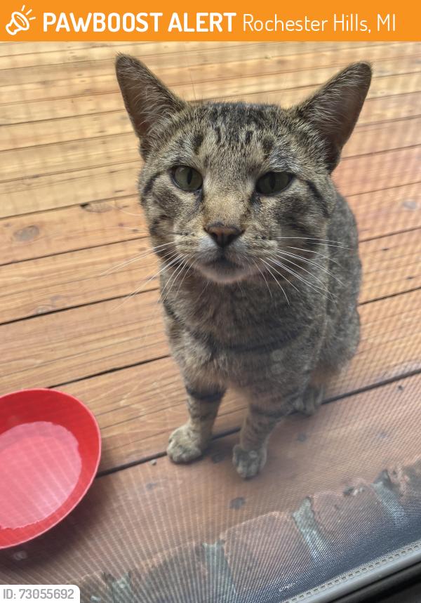 Found/Stray Male Cat last seen Hamlin and Livernois, Rochester Hills, MI 48307