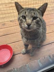 Found/Stray Male Cat last seen Hamlin and Livernois, Rochester Hills, MI 48307