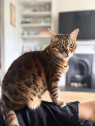 Lost Female Cat last seen Westcombe Park , Greater London, England 