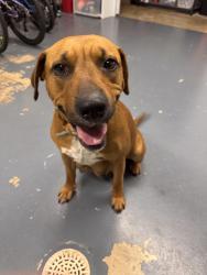 Found/Stray Female Dog last seen Umstead & Sterling, Durham, NC 27712