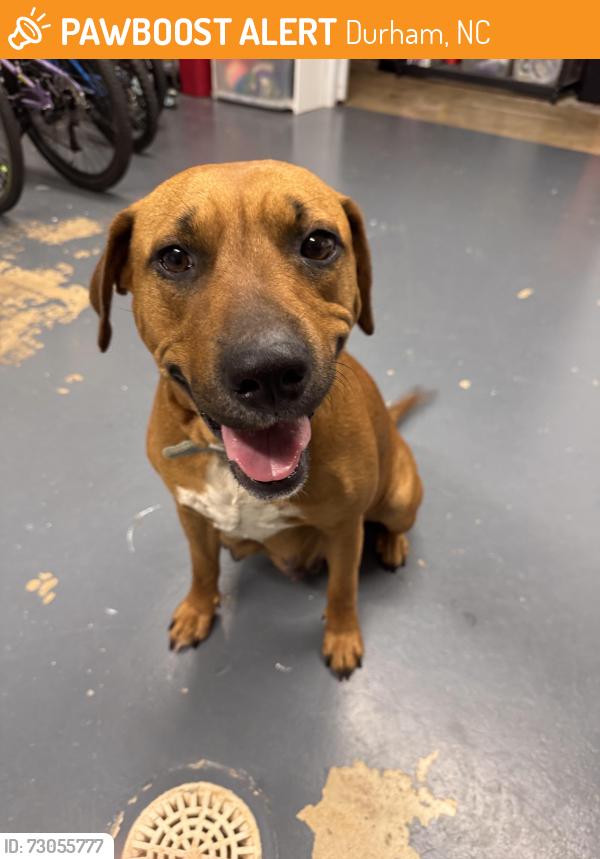 Found/Stray Female Dog last seen Umstead & Sterling, Durham, NC 27712