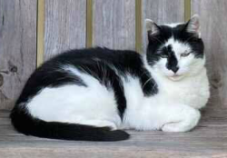 Lost Female Cat last seen Bagdad Rd. between Rt. 108 and Sophie Ln., Durham, NH 03824