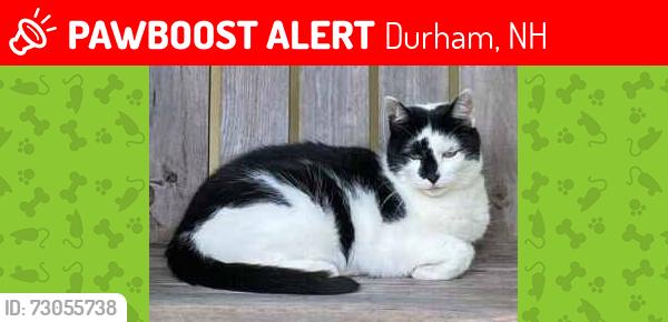 Lost Female Cat last seen Bagdad Rd. between Rt. 108 and Sophie Ln., Durham, NH 03824