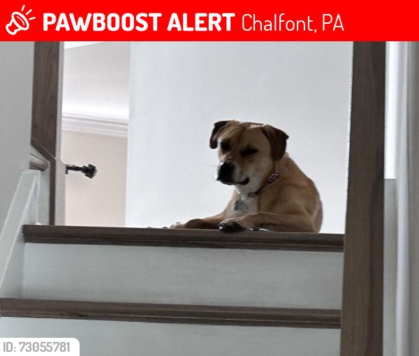Lost Male Dog last seen Upper State Road and Breezy Hollow Drive in Chalfont, Chalfont, PA 18914