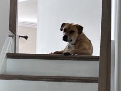 Lost Male Dog last seen Upper State Road and Breezy Hollow Drive in Chalfont, Chalfont, PA 18914