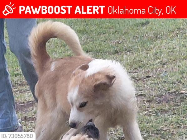 Lost Female Dog last seen Westwood and sw 15th st, Oklahoma City, OK 73108