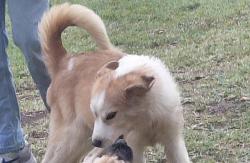 Lost Female Dog last seen Westwood and sw 15th st, Oklahoma City, OK 73108