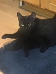 Reunited Female Cat last seen 43xx Pine, Philadelphia, PA 19104