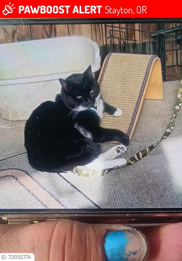 Lost Male Cat last seen Marion county side of bridge by the river, Stayton, OR 97383