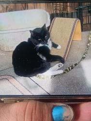 Lost Male Cat last seen Marion county side of bridge by the river, Stayton, OR 97383