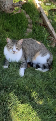 Lost Male Cat last seen Limonite and homested, Riverside, CA 92509